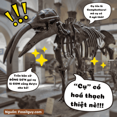 Bộ xương hóa thạch của loài voi tiền sử Gomphothere tại bảo tàng, minh chứng khảo cổ học được cho là nguồn gốc của truyền thuyết Voi Chín Ngà.